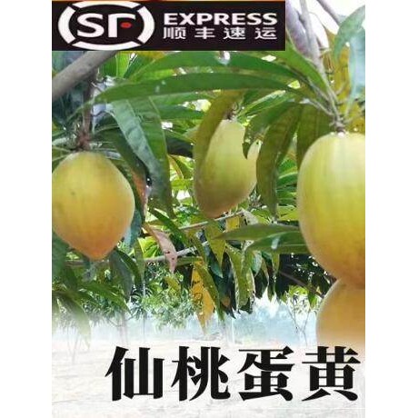 带土包邮营养杯耀堂仙桃苗果树苗蛋黄果苗鸡蛋果盆栽阳台庭院种植