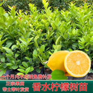 柠檬树苗嫁接广东无籽香水柠檬苗台湾无核四季柠檬苗青柠檬果苗树