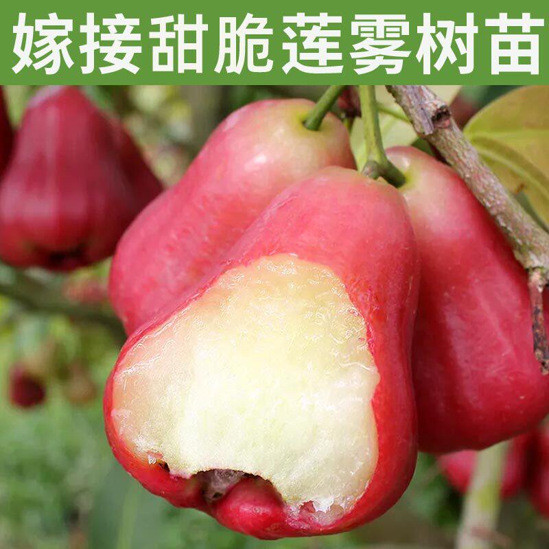 莲雾树苗正宗嫁接黑金刚莲雾果树黑糖芭比南方果树苗四季带土发货