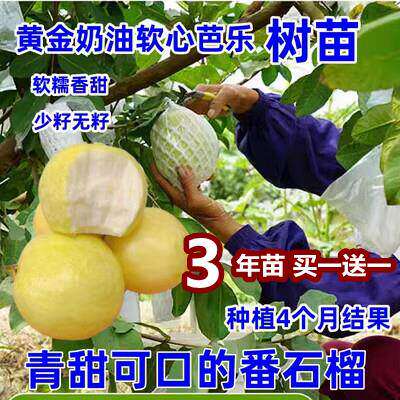 奶油芭乐番石榴嫁接果树苗台湾红心西瓜芭乐树苗盆栽地栽当年结果