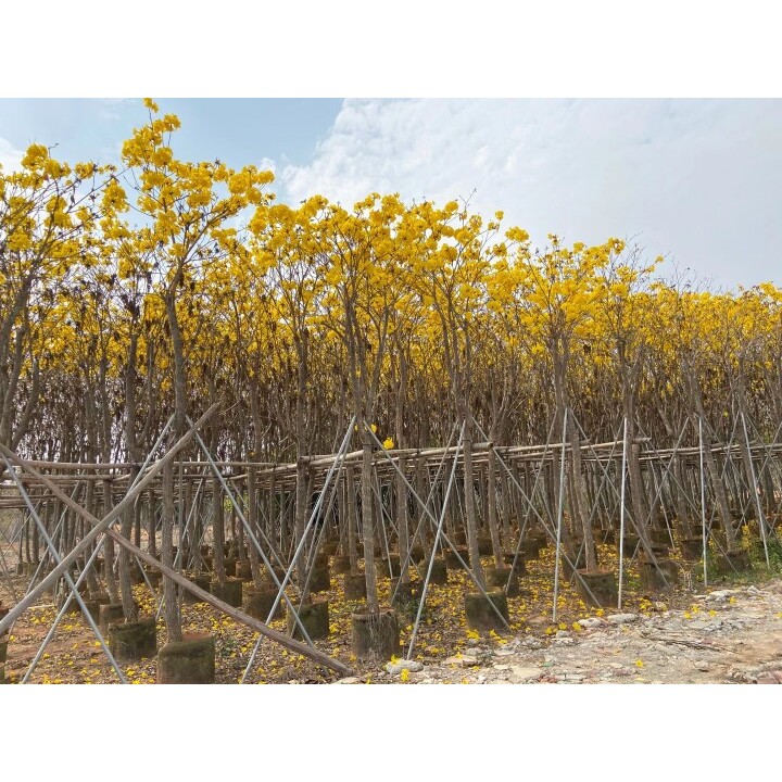 黄花风铃木苗多花巴西风铃庭院别墅校园种植行道树广东普宁花木场