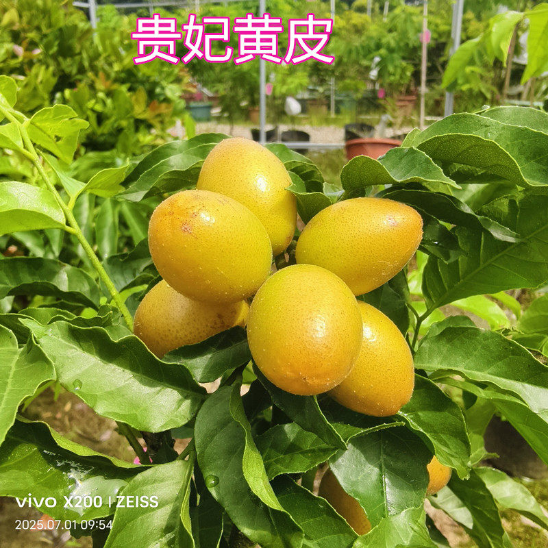 黄皮苗树嫁接贵妃黄皮香黄皮味鸡心果树苗带叶带土14年店