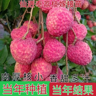 荔枝树苗妃子笑无核A4嫁接果树果苗桂味糯米糍白糖罂鸡嘴荔三月红