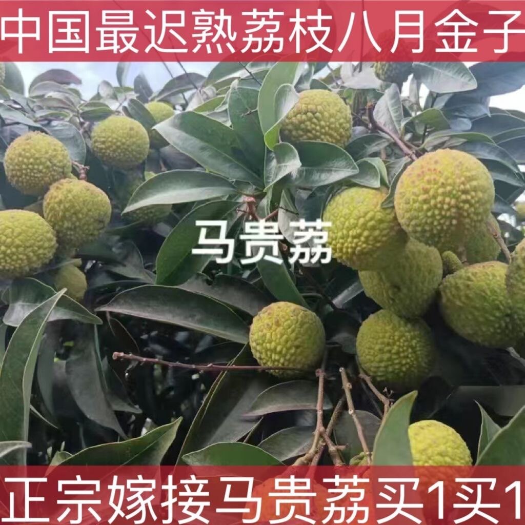 荔枝树苗马贵荔枝晚熟八月荔枝甜嫁接果树高产耐寒盆栽地栽南北种