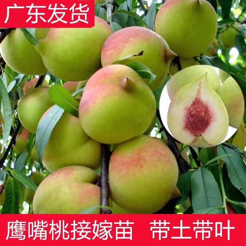 广东嫁接鹰嘴桃树苗正宗三月桃果树苗桃花桃树南北方种植当年结果
