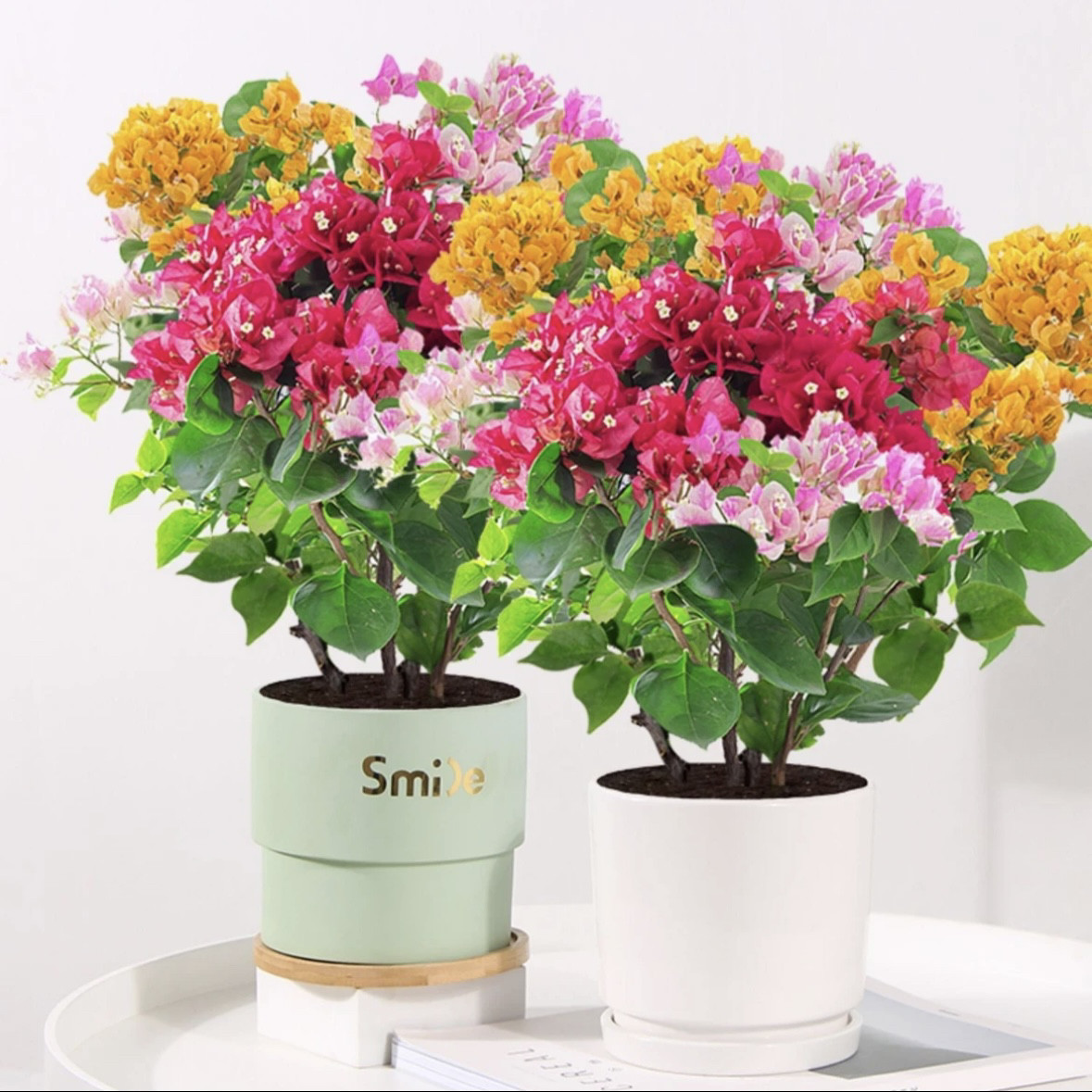 【四囍花】彩色拼栽多颗组合三角梅勤花爬藤四季开花原盆土带花发