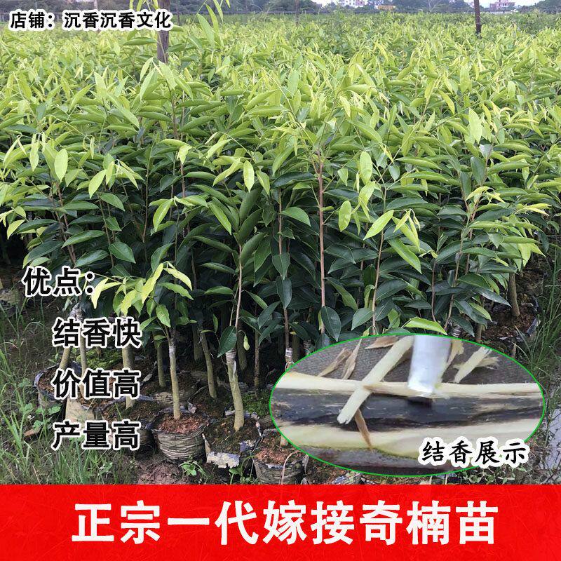 嫁接奇楠沉香树苗包邮50CM树心油母树香霸包结香5000万虎斑价值高