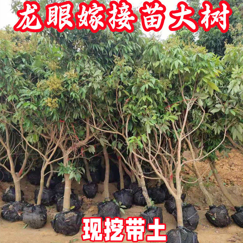 龙眼树苗大树嫁接苗当年结果特大石峡四季龙眼果树桂圆树苗带土