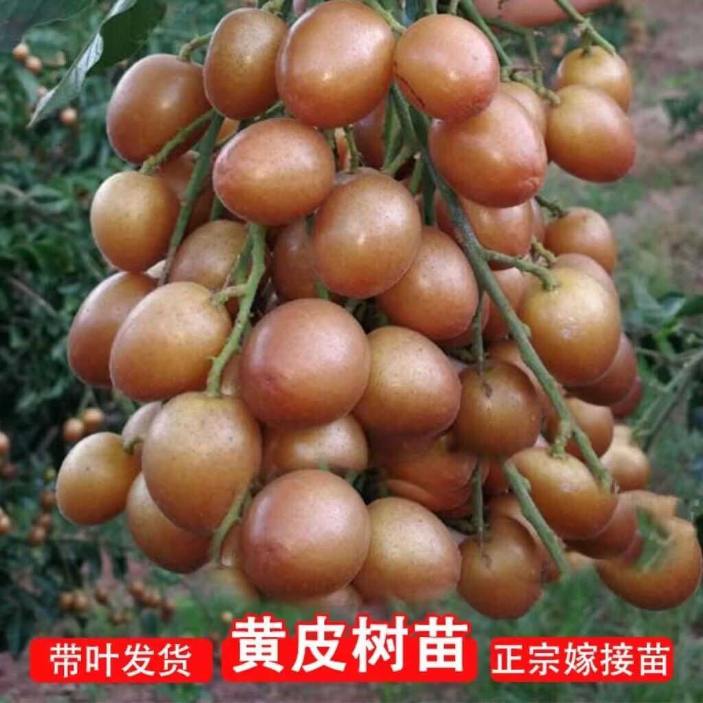 正宗广西黑黄皮鸡心黄皮无核黄皮黑黄皮苗嫁接苗四季种植盆栽地栽