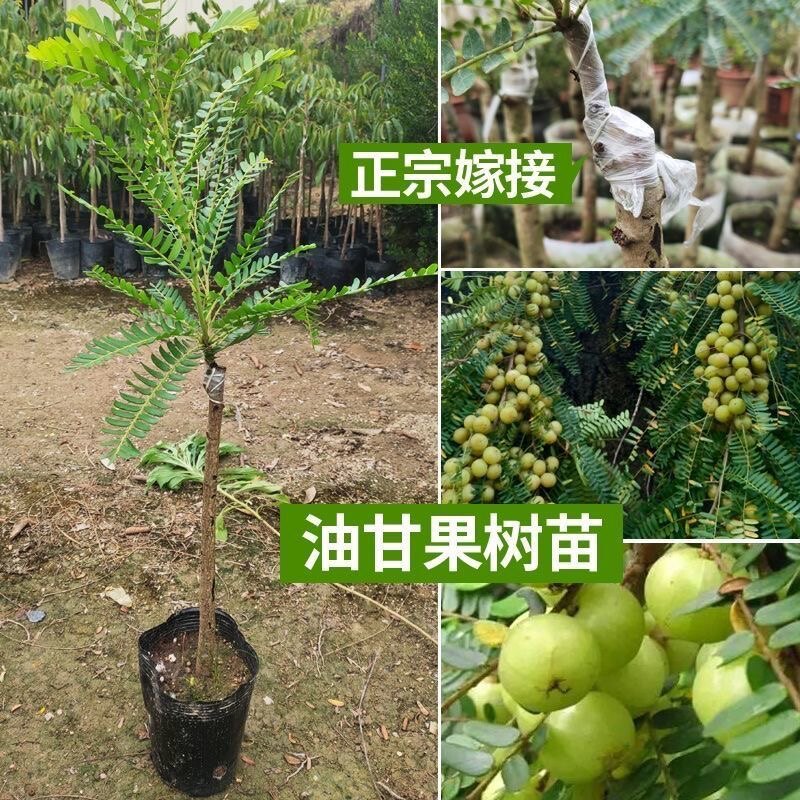 油甘果苗 嫁接崩坎狮头甜种油甘苗 柿饼甜潮汕余甘果树苗四季结果