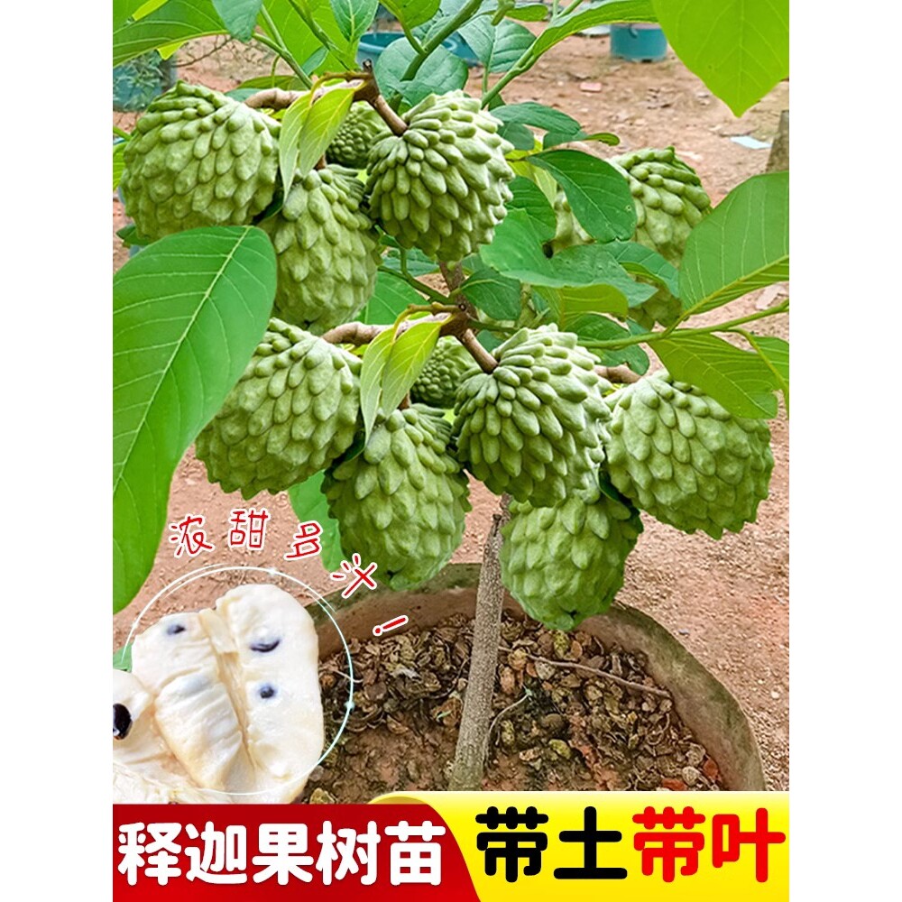 凤梨释迦果树苗嫁接榴莲甜水果苗树盆栽牛奶番荔枝果树苗四季种植