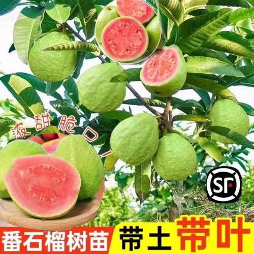 番石榴果苗嫁接台湾帝王四季番石榴红宝石无籽少籽红心芭乐果树苗