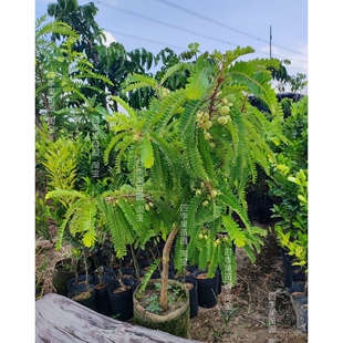 四季甜油柑大果树苗嫁接苗广东油柑子庭院水果苗余甘果牛甘果树苗