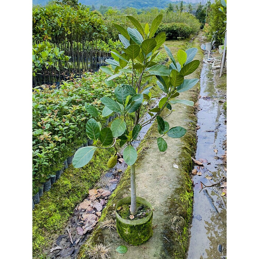 菠萝蜜苗树菠萝树苗嫁接干苞菠萝蜜木菠萝黄肉红肉菠萝蜜果树苗