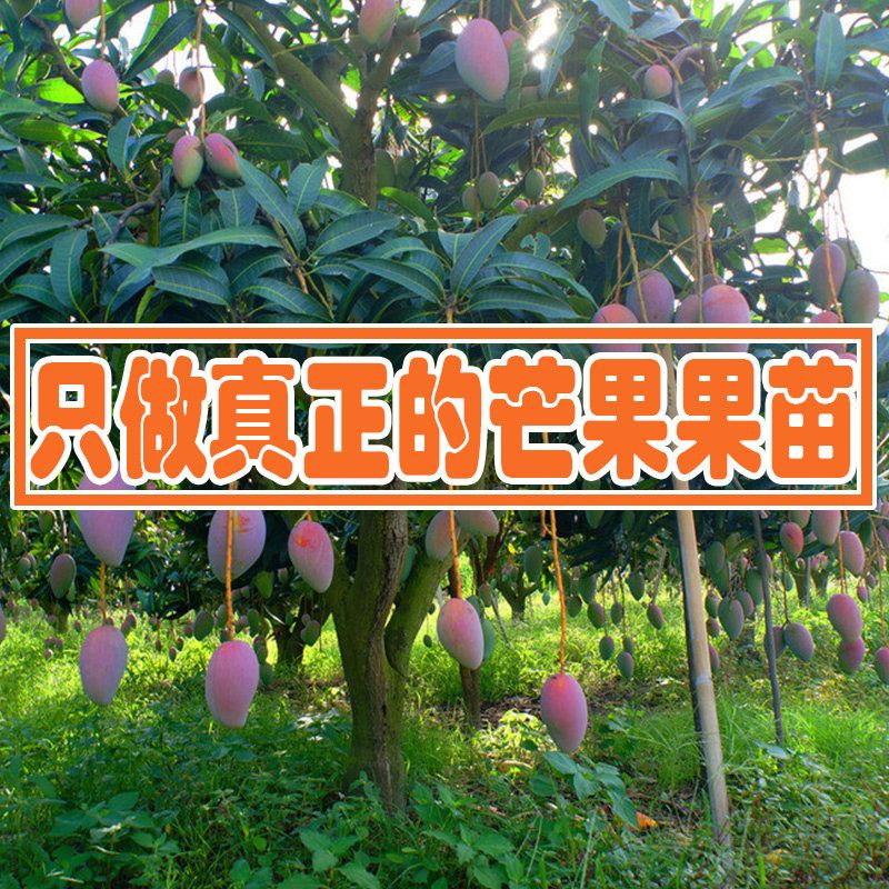 芒果苗树嫁接金煌芒四季芒果树庭院阳台盆栽带花发货