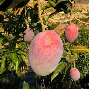 福建紫花芒红花芒果苗金煌芒果树苗台湾爱文芒果凯特芒果苗果树