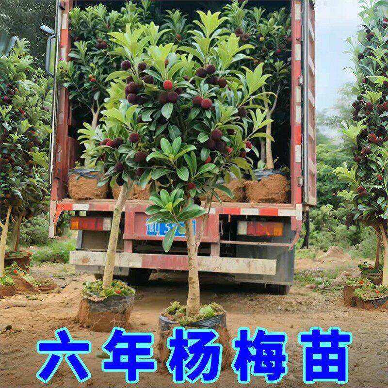 正宗东魁杨梅树苗嫁接黑炭早熟六月迟熟带叶带土发货精品当年结果