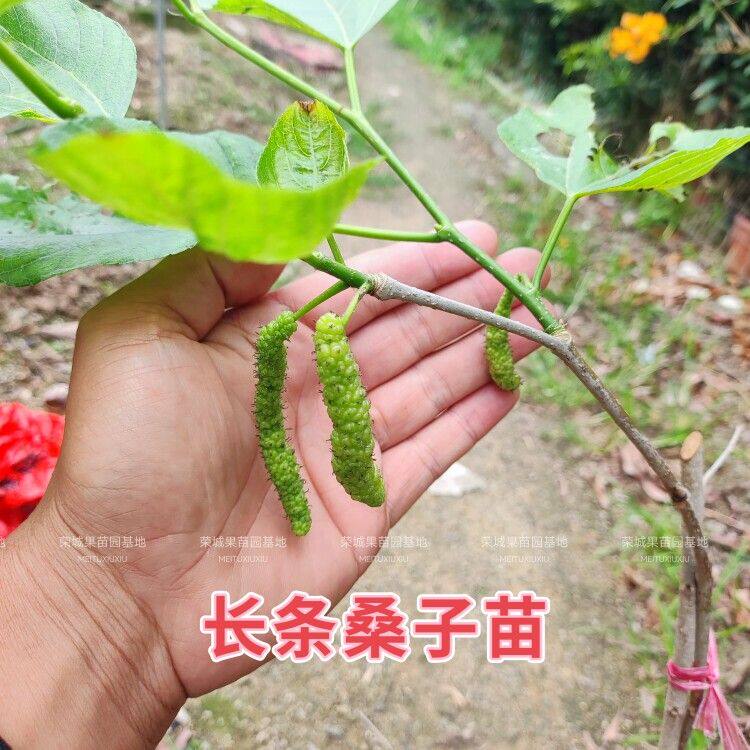 四季结果正宗桑树苗嫁接长果桑葚苗庭院盆栽地栽果树南北方种植