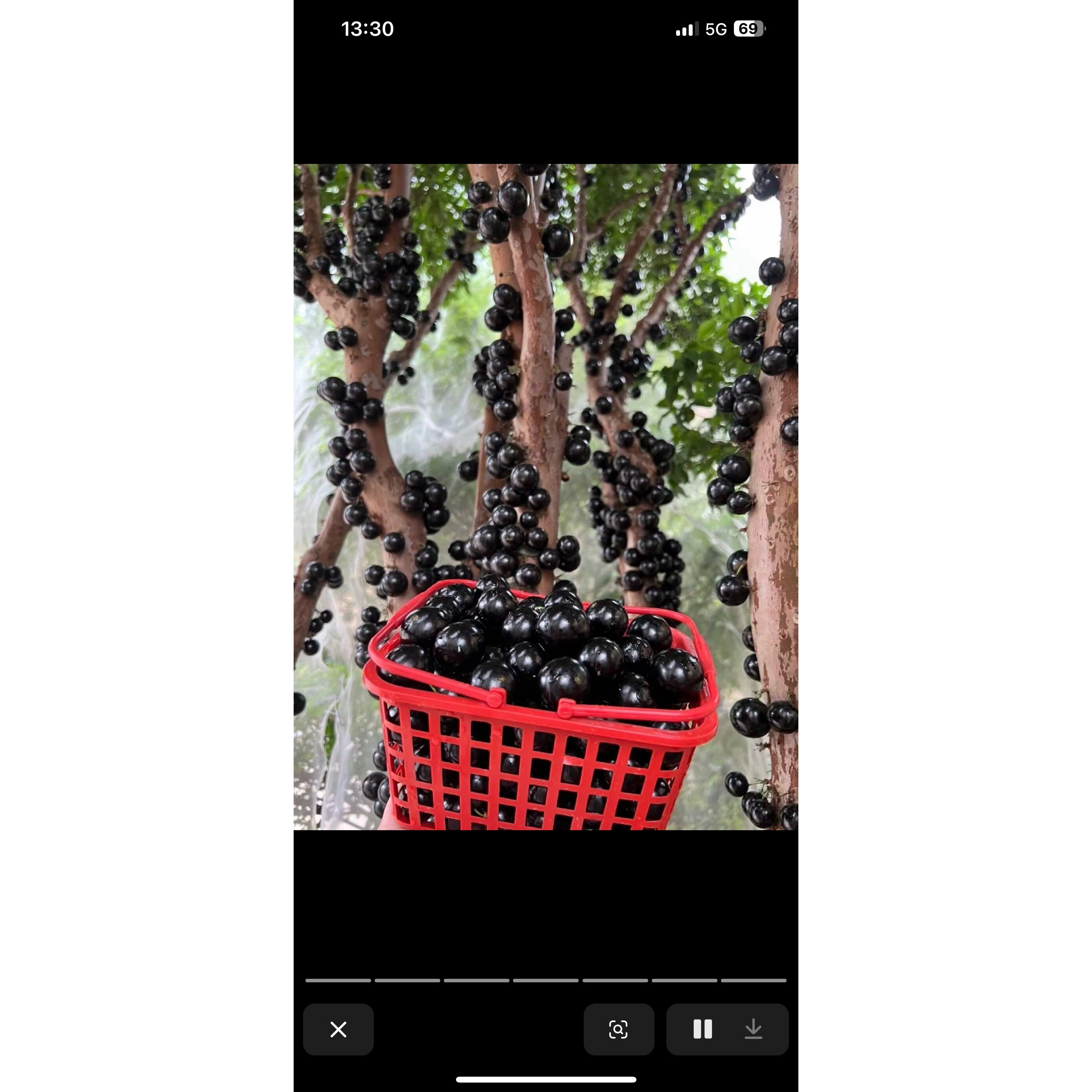 树葡萄苗果树嘉宝果苗正宗沙巴加宝果南北方四季庭院多宝果树盆栽