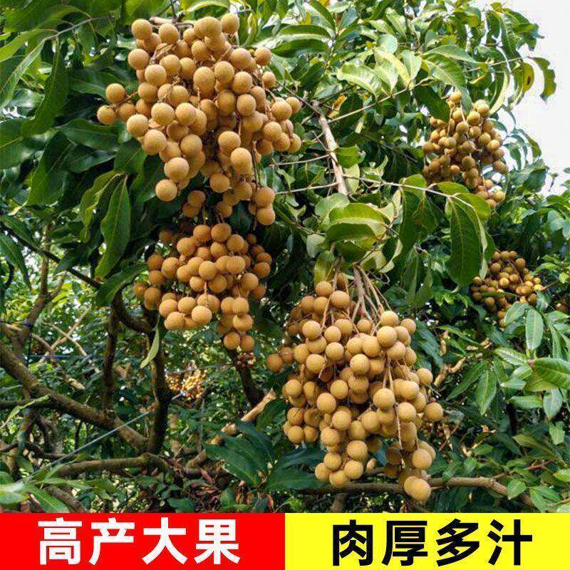 1四季龙眼嫁接桂圆树苗果树无核储粮石峡南北方种植当年