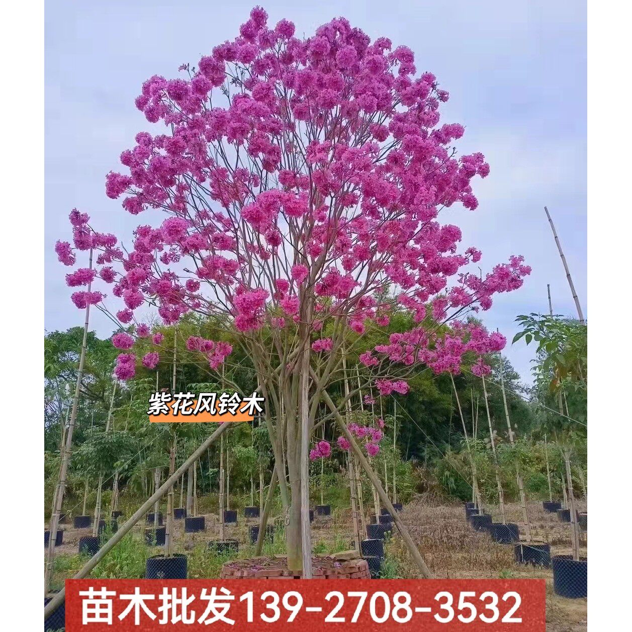 紫花风铃木多花大绣球庭院别墅风景树苗名贵树种南方种植品种