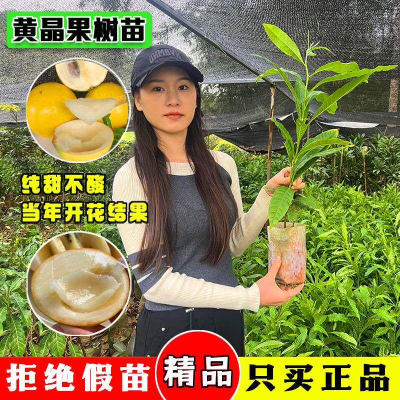 黄晶果树果苗大果黄皮树盆栽地栽庭院四季南北方种植嫁接水果苗