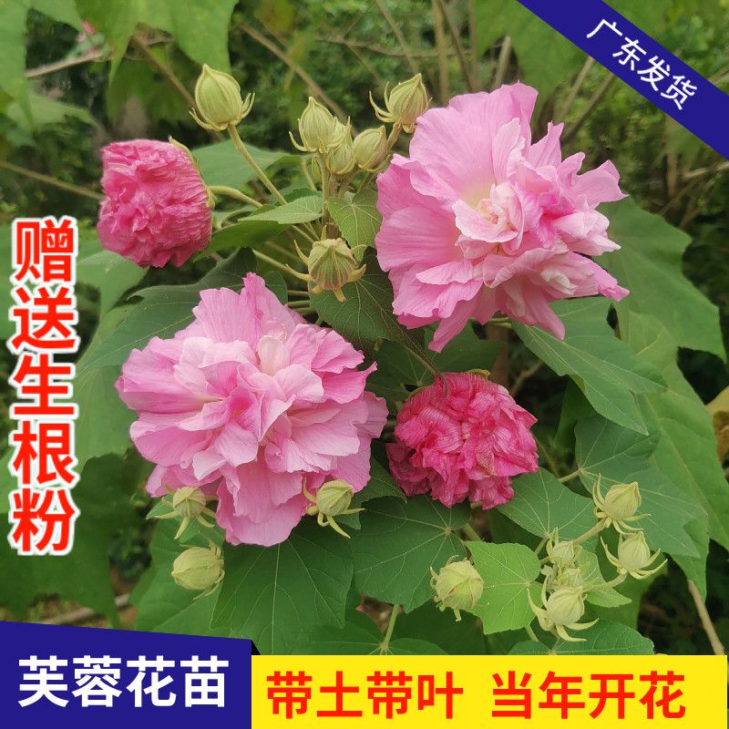 三醉芙蓉花苗变色拒霜花耐寒重瓣木芙蓉花室内外四季可种当年开花