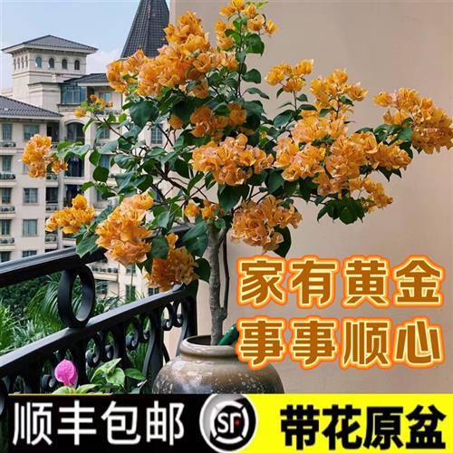 加州黄金三角梅盆景大苗带花发货勤花四季开花好寓意阳台庭院爬藤