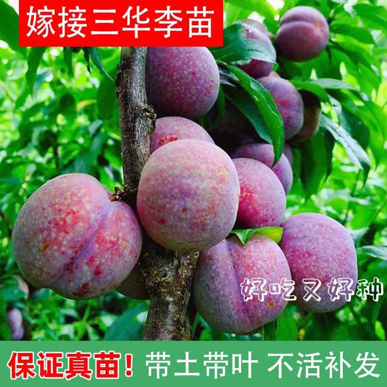 正宗嫁接钱排三华李树苗早熟美李子果苗三华李大果特大原土泥球苗
