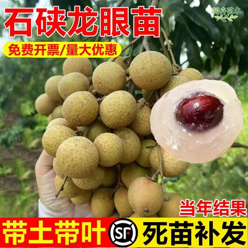 石硖龙眼树苗储良无核四季龙眼嫁接苗盆栽地栽桂圆南北方当年结果