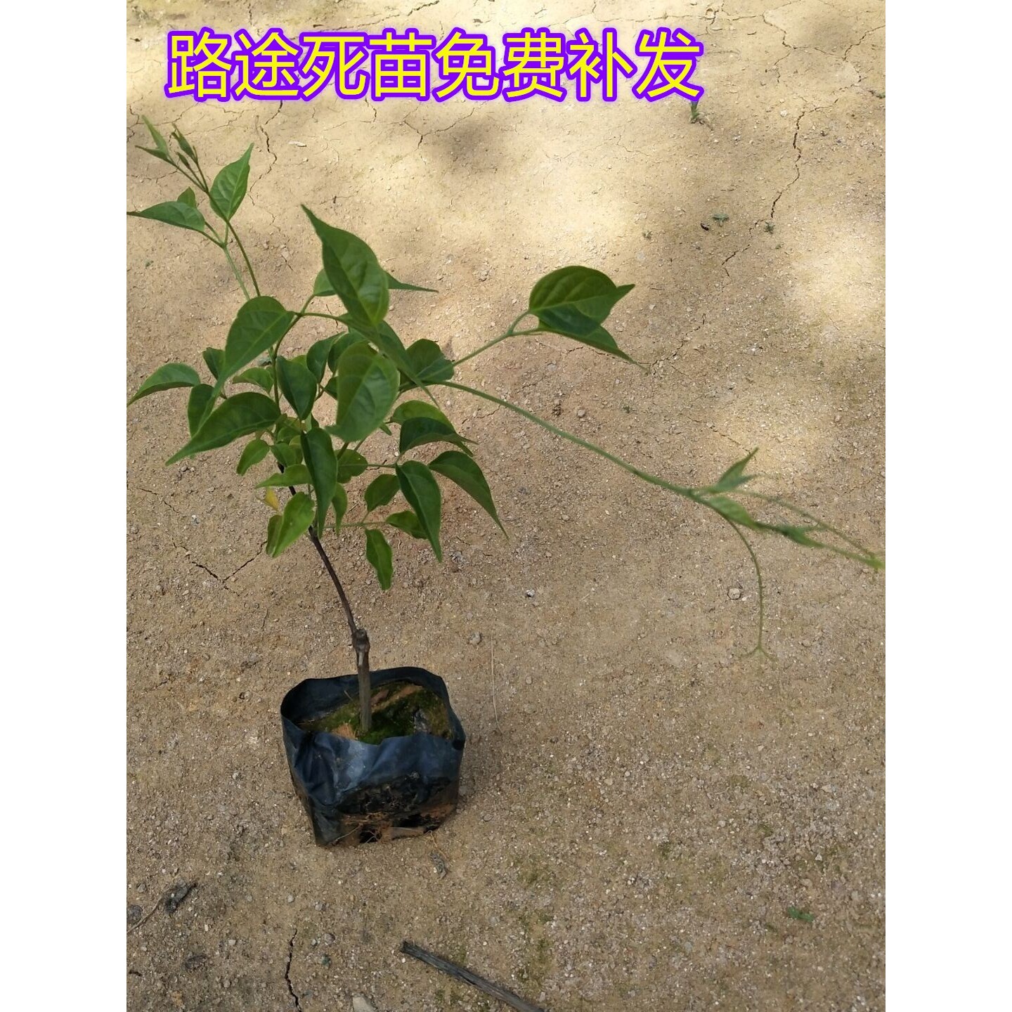 炮仗花苗攀爬植物鞭炮花四季可种阳台庭院围墙爬藤植物藤本花