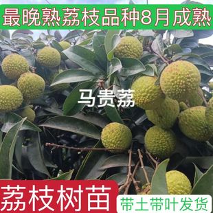 马贵荔枝树苗正宗嫁接妃子笑冰荔仙进奉桂味荔枝庭院无核当年结果