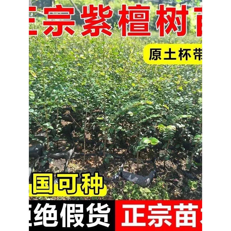 正宗小叶紫檀名贵苗木小叶紫檀植物台湾盆栽带土罗汉松带叶发货