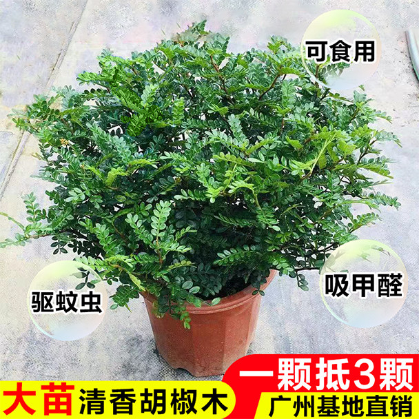 清香胡椒木盆栽室内驱蚊草植物老桩大苗九里香阳台四季绿植可食用