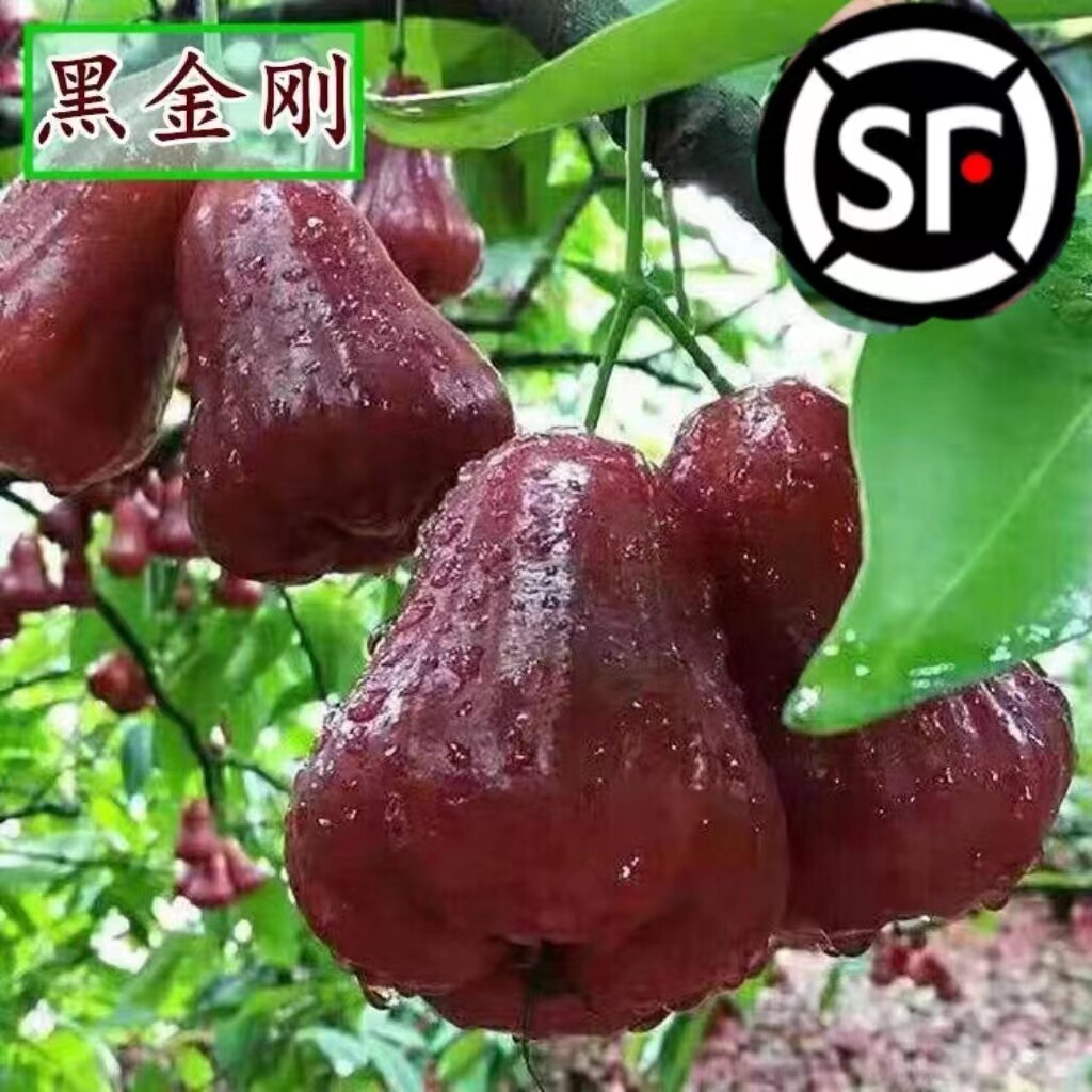 莲雾树苗嫁接台湾黑糖芭比黑金刚四季新品种南方果苗庭院地栽带土