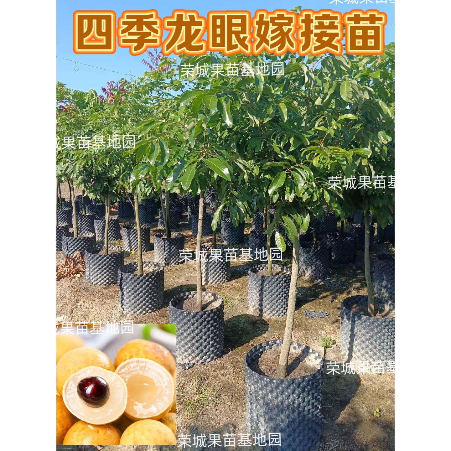 四季龙眼苗树嫁接苗桂圆树苗石硖龙眼盆栽耐寒当年结果南北方种植