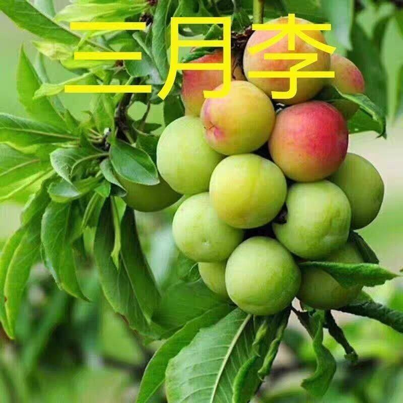 三月李苗早熟李嫁接耐寒抗旱盆栽地栽南北方种当年结果青皮李子