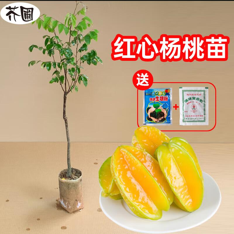 杨桃树苗台湾甜杨桃水果苗纯甜嫁接四季结果庭院地盆栽特大果树苗