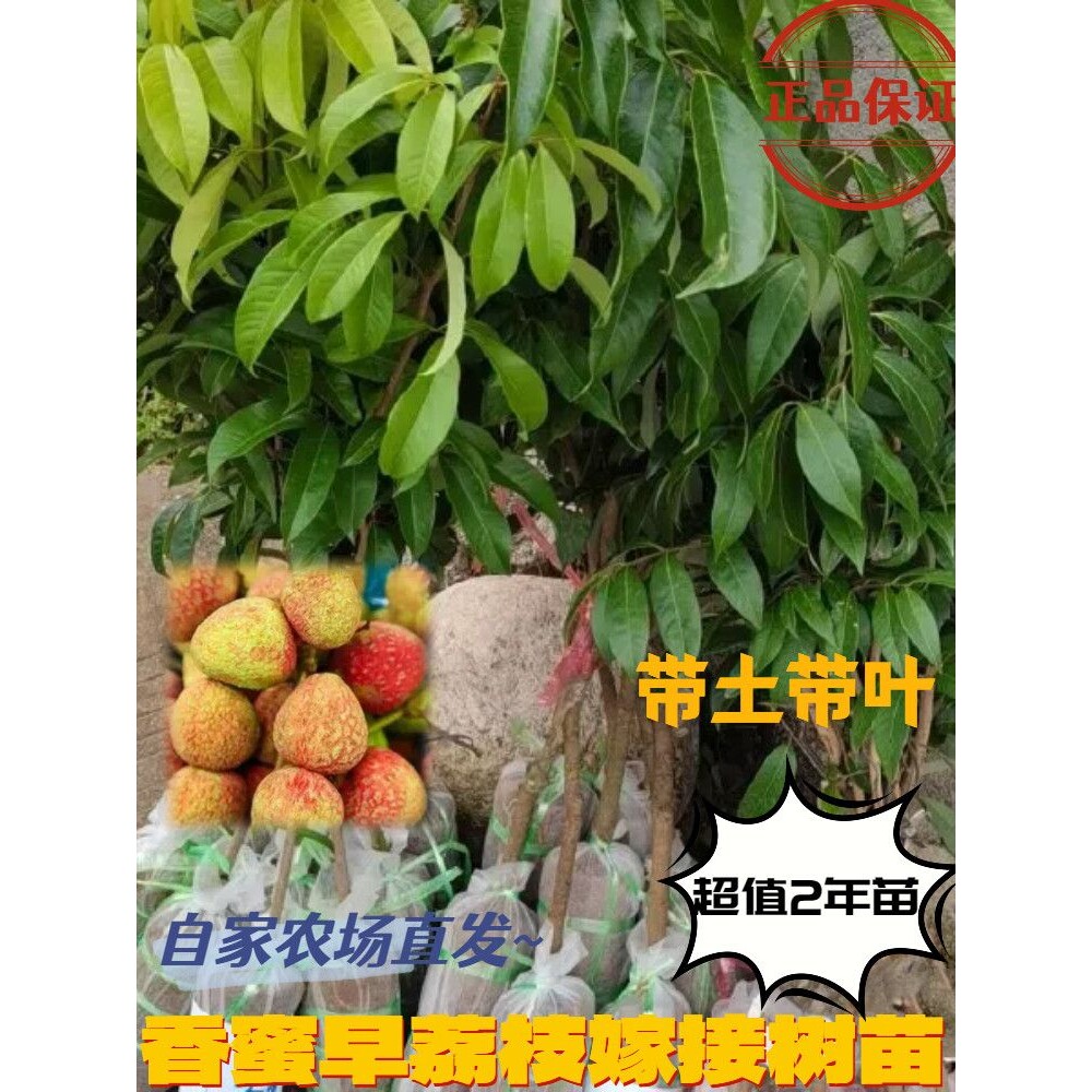香蜜早荔荔枝树苗嫁接2年苗包邮带营养杯带叶可盆栽包邮香蜜早正