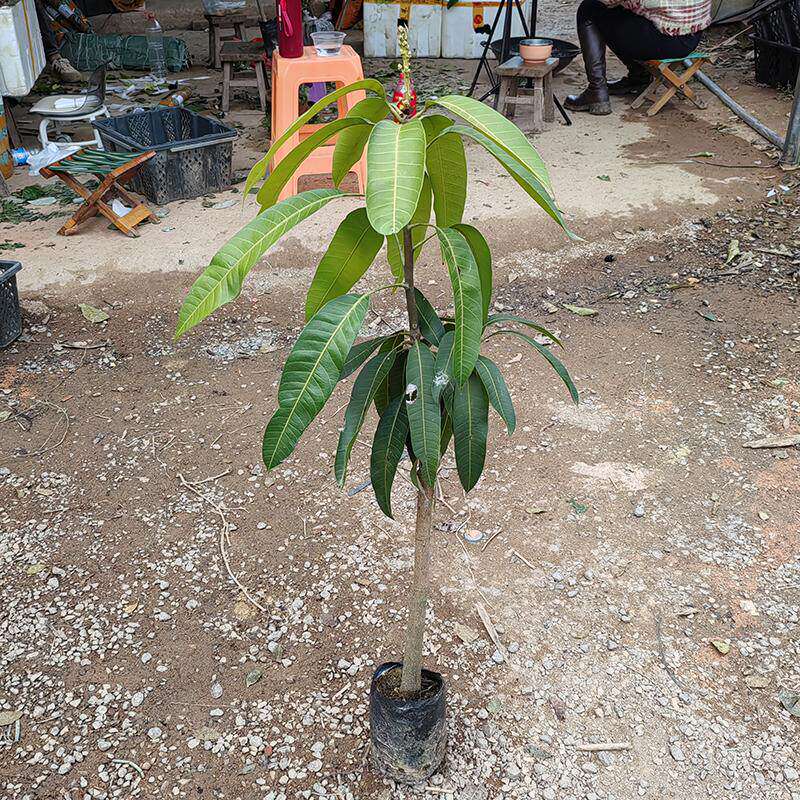 苗树苗芒果树苗嫁接金煌芒大果甜限时带花发货可当年结果南方果树