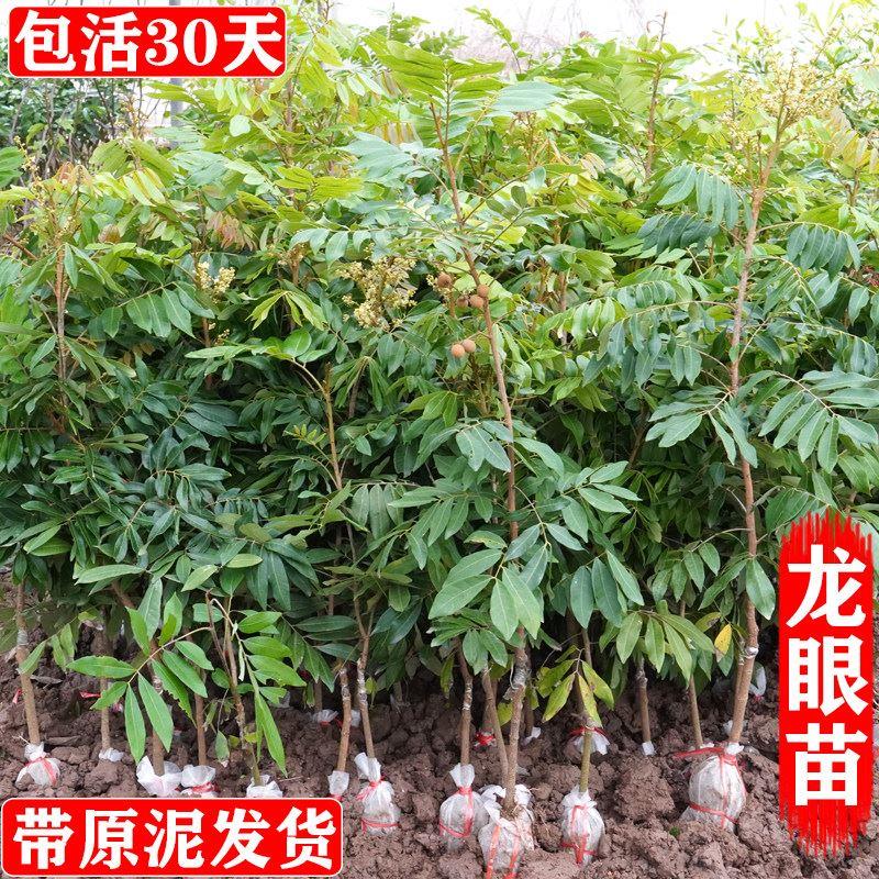 四季龙眼苗树嫁接龙眼苗石硖储良龙眼苗桂圆树苗南方种植带土发货