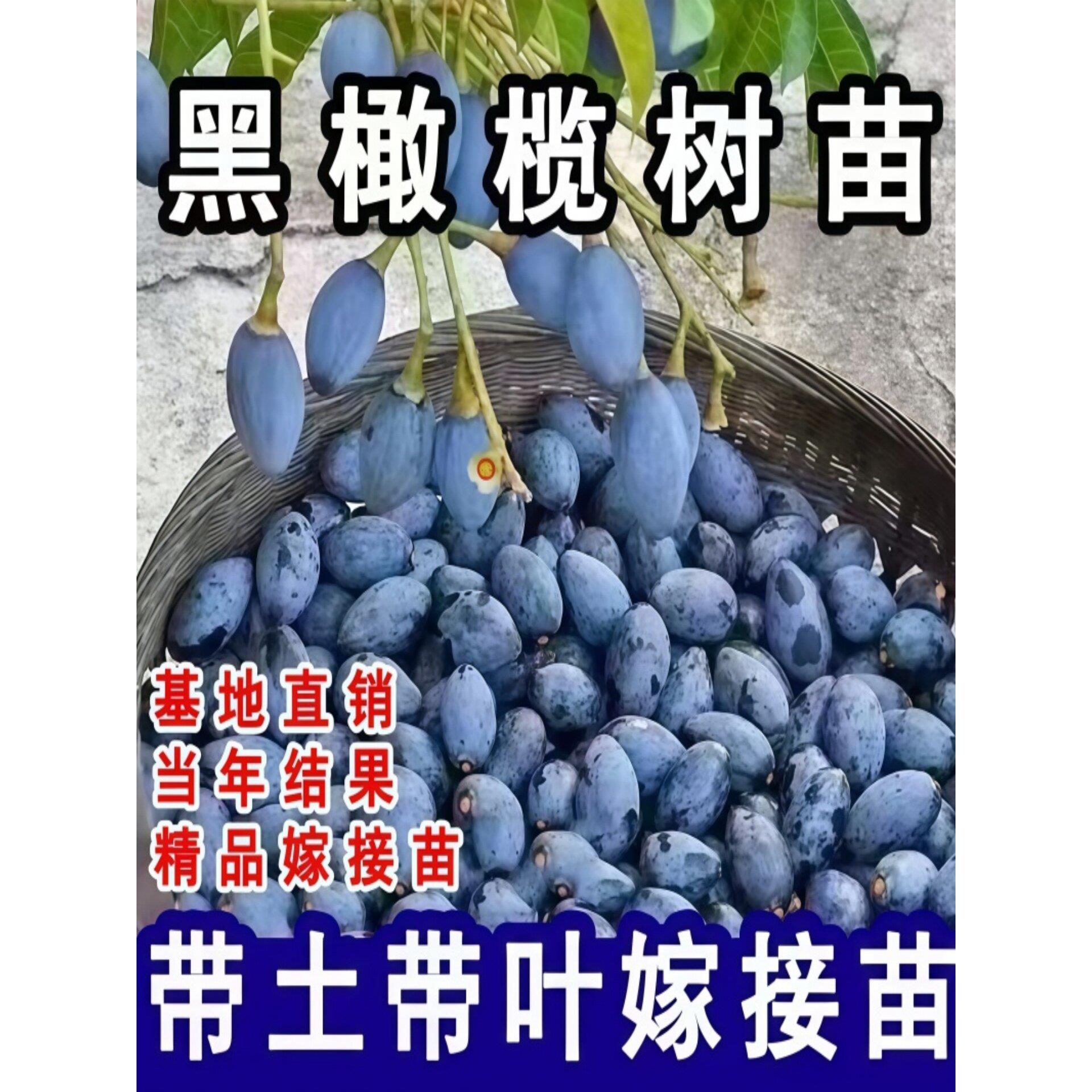 黑橄榄苗乌橄榄嫁接工艺橄榄树苗南方庭院盆地栽带土带叶当年结果