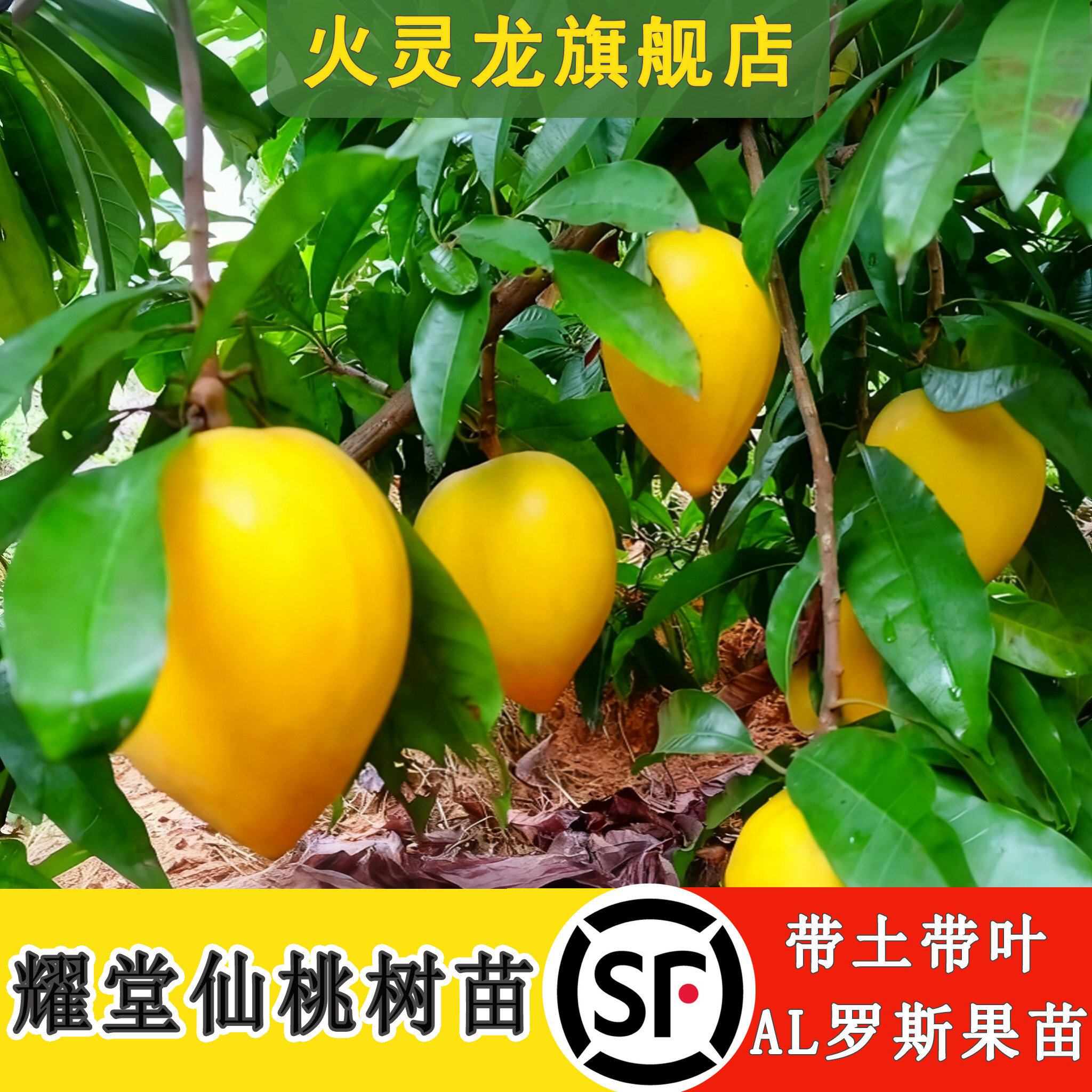 耀堂仙桃树苗AL罗斯果木瓜仙桃鸡蛋果苗南方四季结果蛋黄果苗