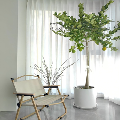 香水柠檬树盆栽客厅大型植物室内阳台花卉四季带果办公室绿植盆景