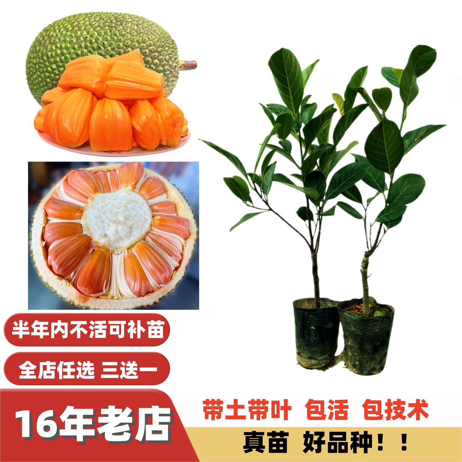 特甜新品种印尼红肉泰国8号12号菠萝蜜树苗嫁接苗黄肉马来西亚
