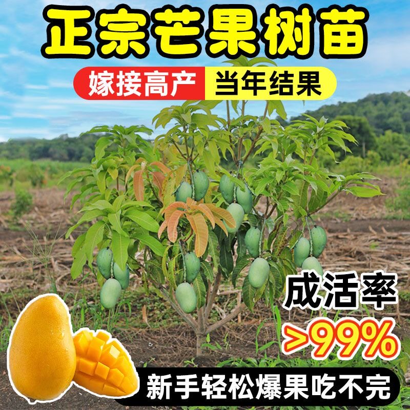 嫁接芒果苗树特大四季芒果树苗台农桂七芒果树苖当年结果地栽盆栽