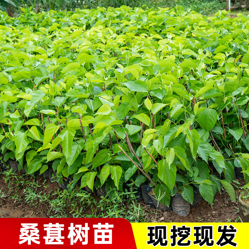 嫁接桑葚树苗正宗大果桑葚苗带土带叶长果桑葚苗新品种白果桑葚苗