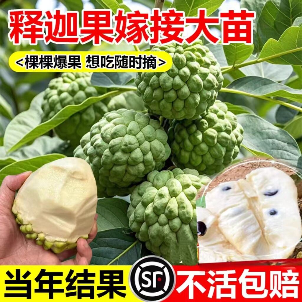 释迦果苗树台湾凤梨释迦果苗嫁接AP牛奶释迦果苗泰国大目当年结果