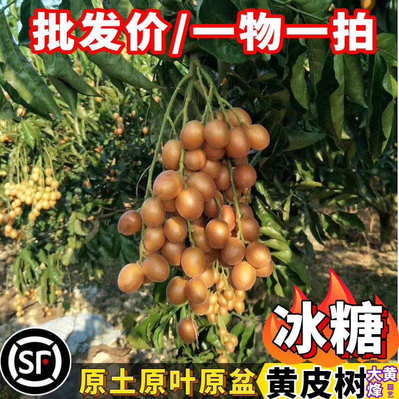 黄皮苗新品贵妃黄皮冰糖鸡心黄皮嫁接苗纯甜不带酸阳台盆栽树苗