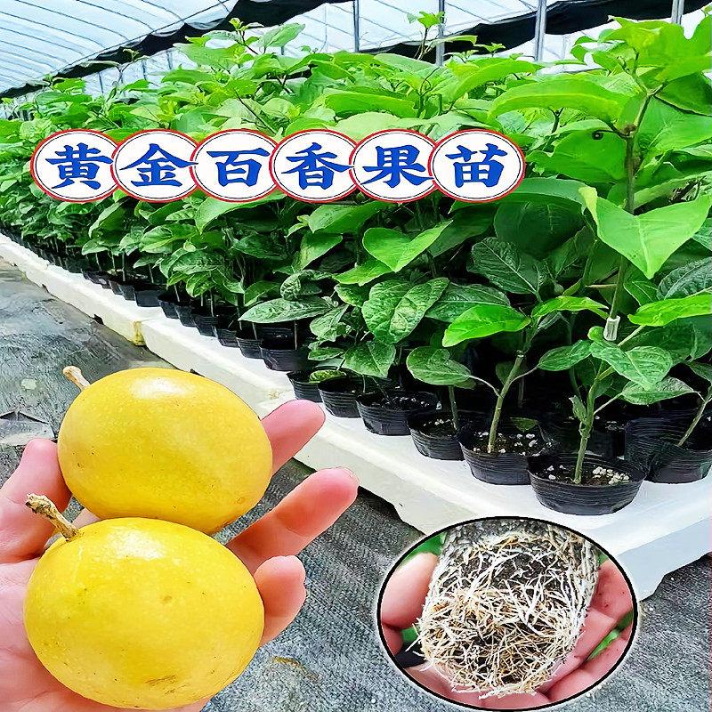 钦蜜9号百果苗四季结果纯甜黄金百香果嫁接苗南北方庭院盆栽地栽